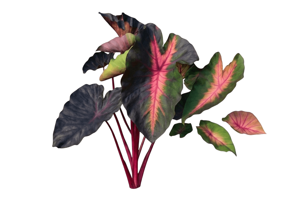 Mojito Elephant Ear (Colocasia Var. Hybrid 'Mojito') - Perennials