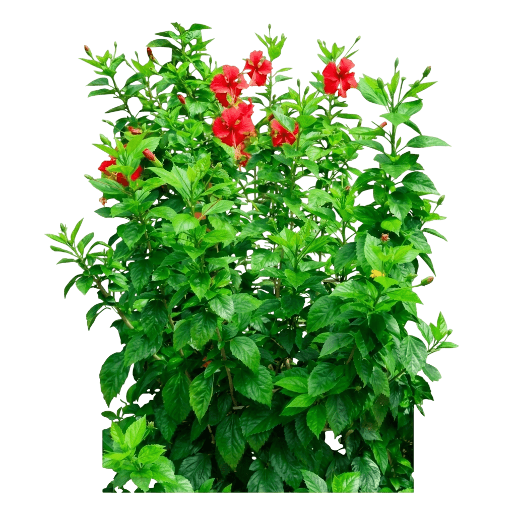 Red (Hibiscus Rosa-Sinensis Psyche 'Red') - Ground Layers