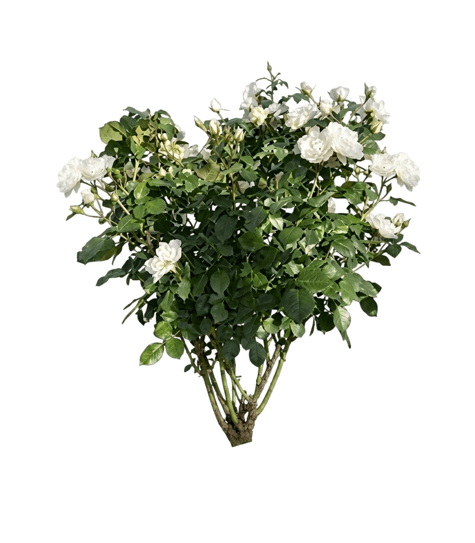 White Shrub Roses 'Bozmilwin' Pp28197 Oso Easy® (Rosa Ice Bay 'Bozmilwin') - Ground Layers