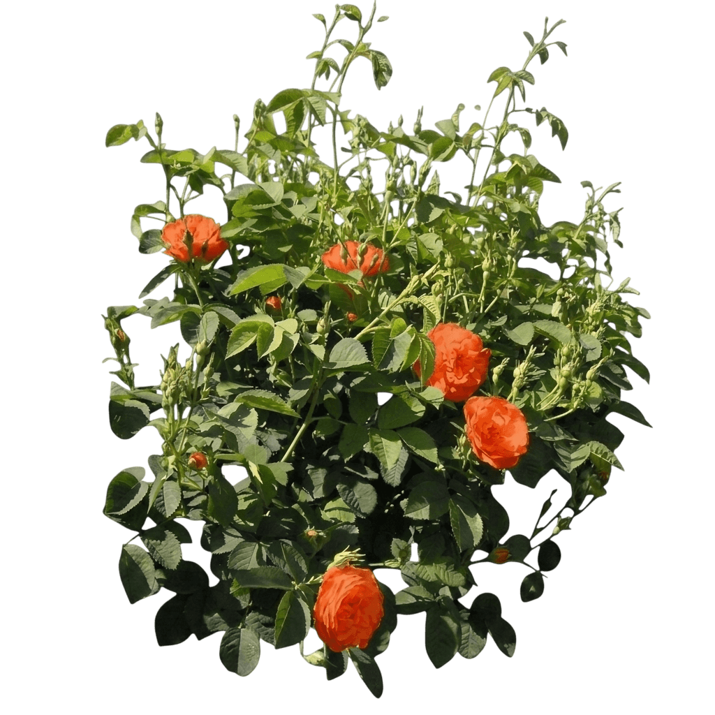 Oso Easy® Hot Paprika® Shrub Rose (Rosa X Var. X 'Farrowrsp') - Shrubs