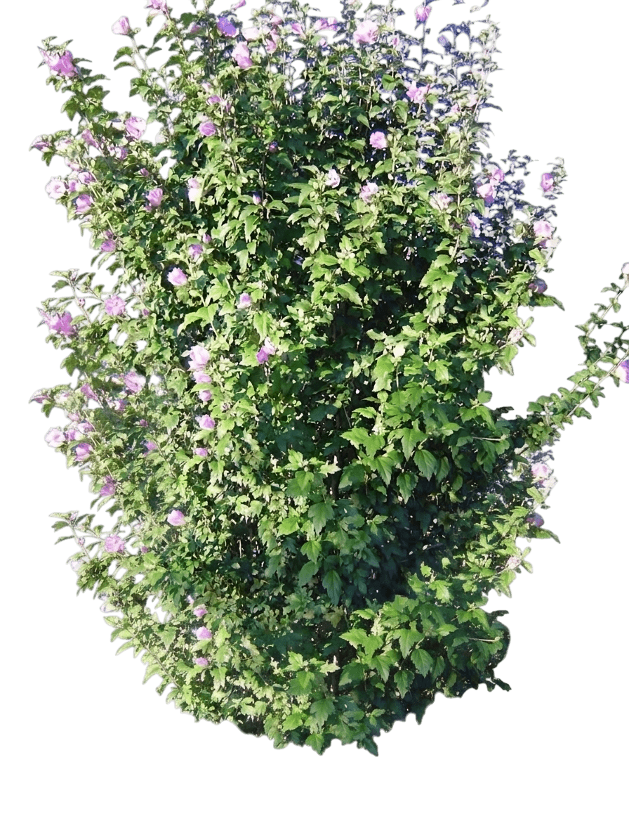 Angelic Veil hybrid tea rose (Rosa 'Wekselyan') - Ground Layers