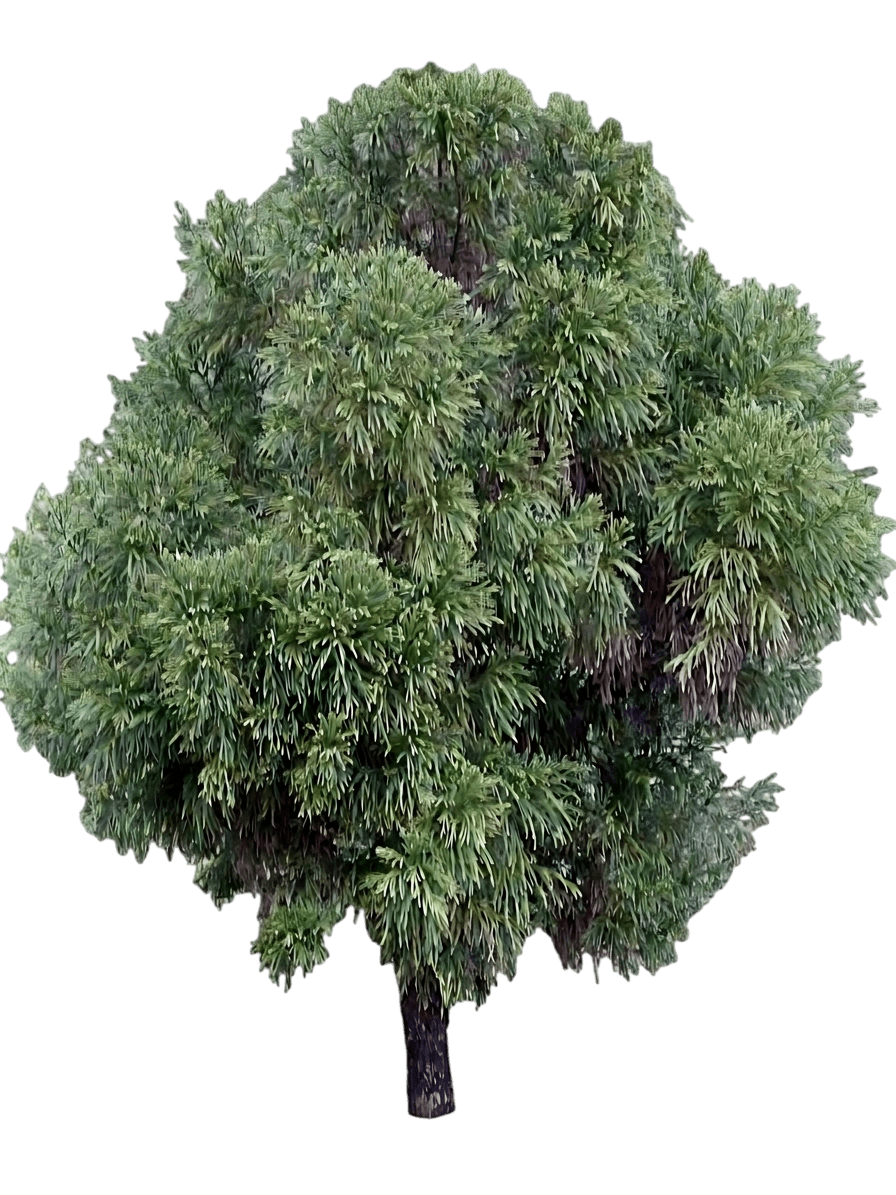 Mushroom Japanese Cedar (Cryptomeria Japonica Var. Japonica 'Mushroom') - Evergreen Trees