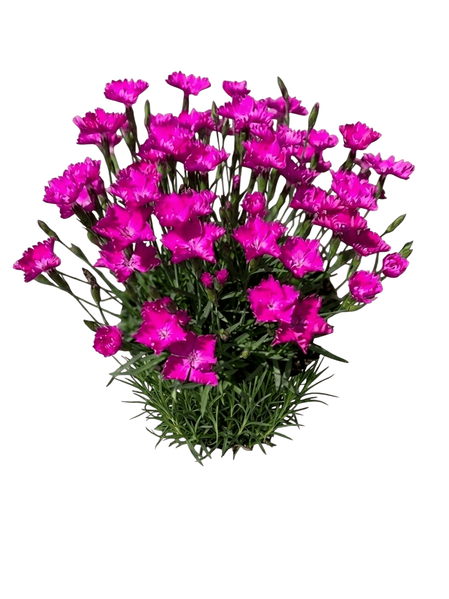 Pinks, Cheddar, Kahori (Dianthus ‘Kahori’) - Perennials