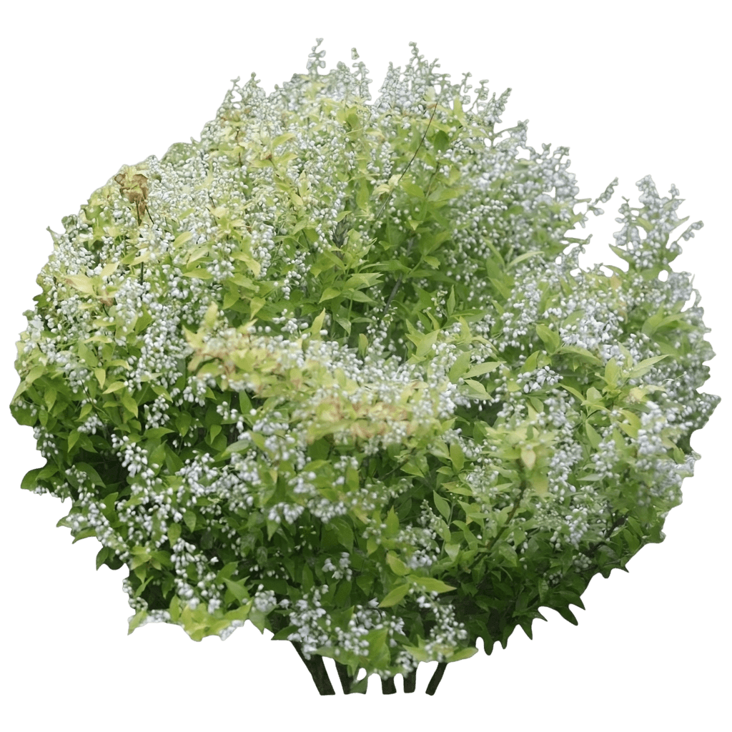 Double Play Dolly® Spirea (Spiraea X Pp35,032 Var. X 'Smnsjsa') - Shrubs