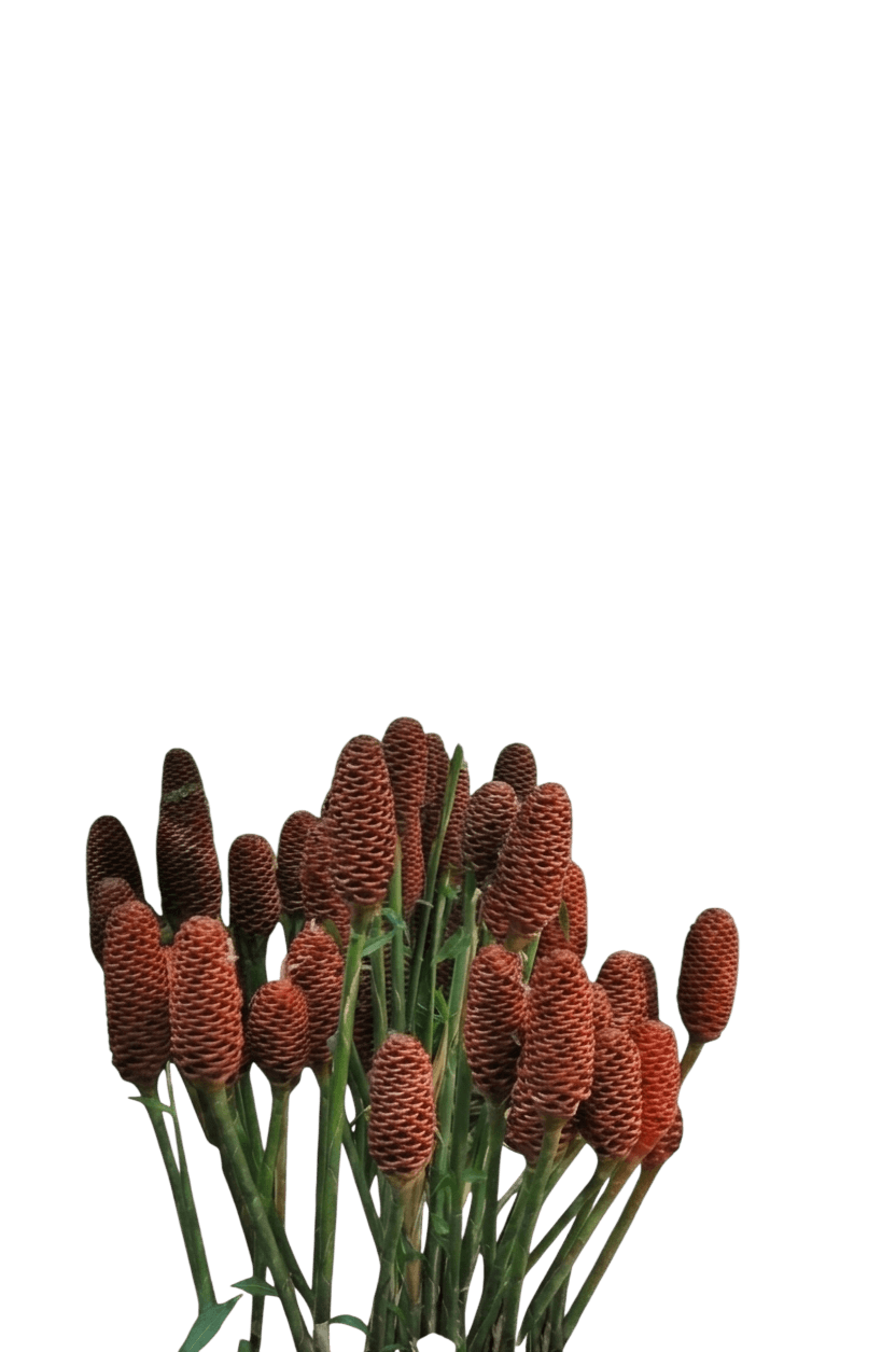 Chocolate Beehive (Zingiber Macradenium) - Ground Layers