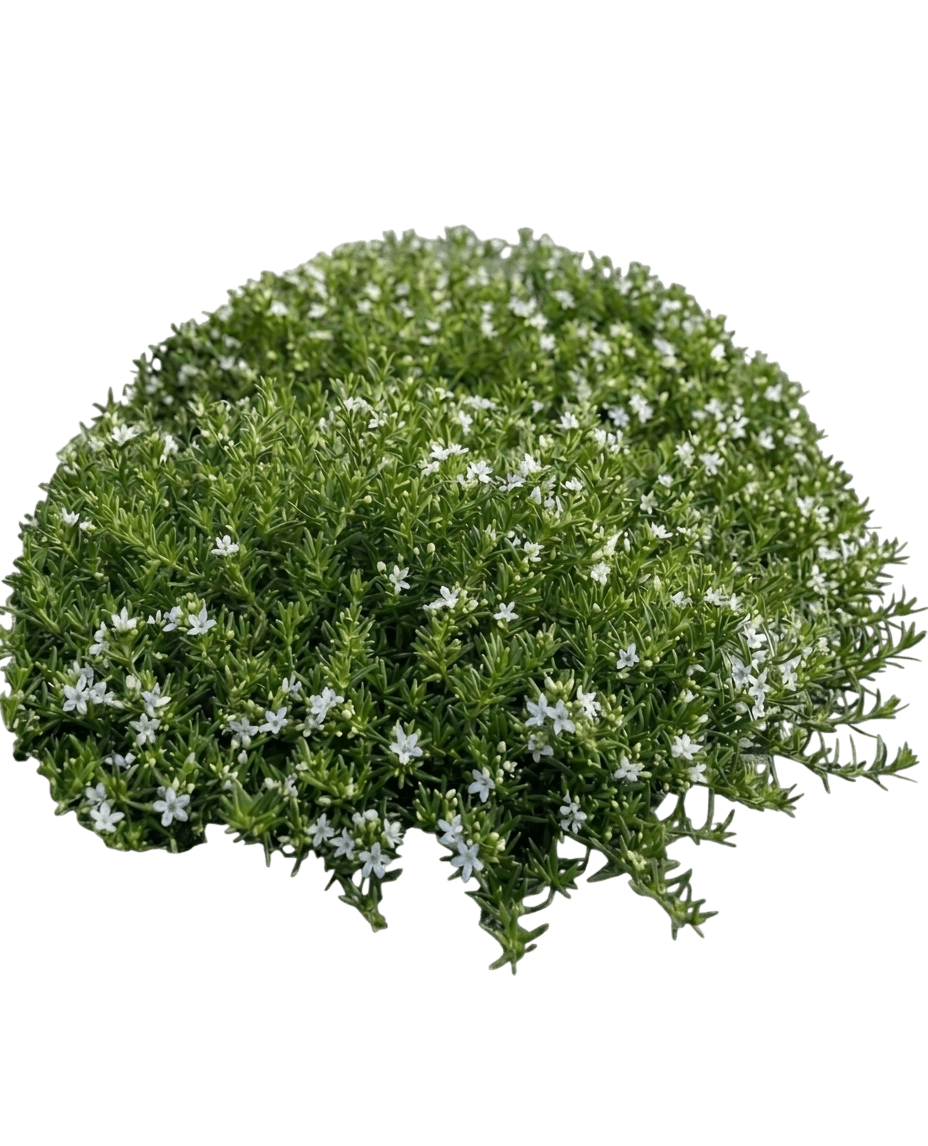 myoporum (Myoporum Parvifolium) - Groundcovers