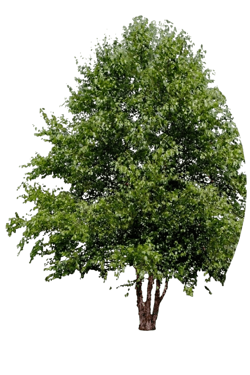 Fox Valley™ River Birch (Betula Nigra Var. Nigra 'Little King') - Shade trees