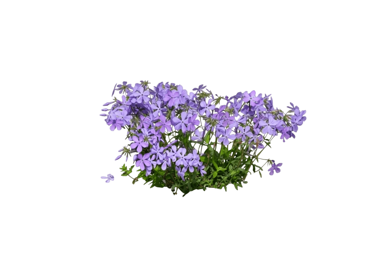 Woodland Phlox (Phlox Divaricata 'Blue Moon') - Perennials