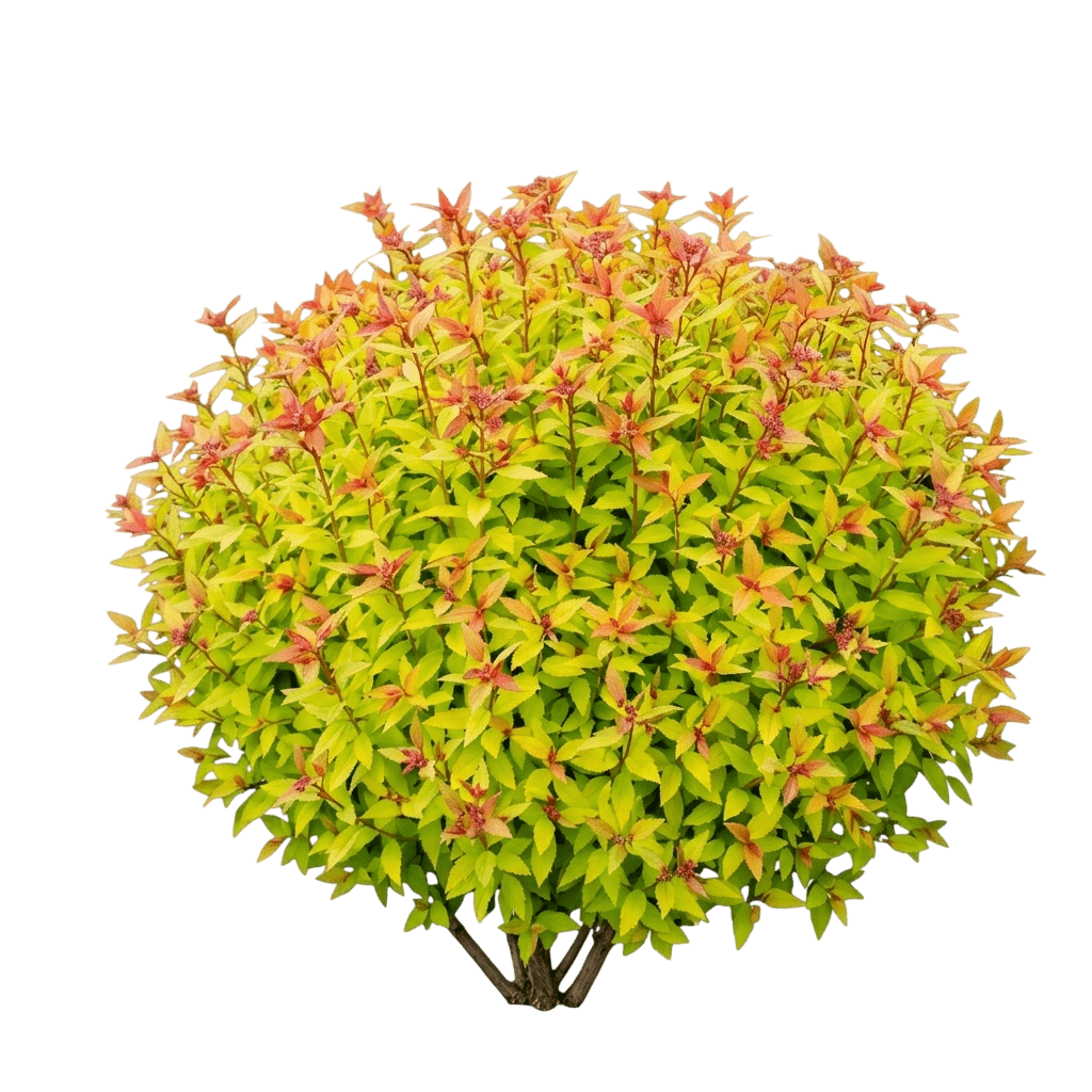 Yellow Spirea 'Matgold' Rainbow Fizz™ (Spiraea Japonica Pp28876 'Matgold') - Ground Layers