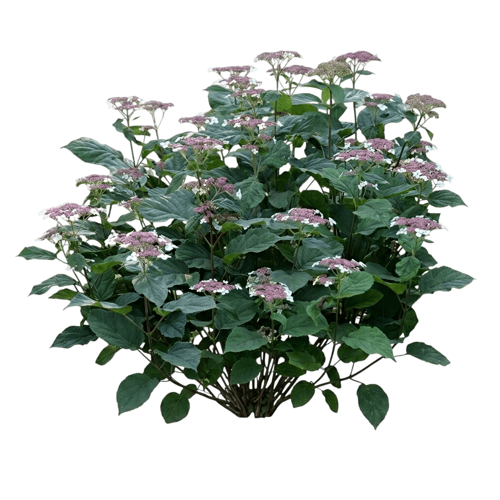Invincibelle Lace Smooth Hydrangea (Hydrangea Arborescens Subsp. Radiata 'Smnhrll') - Ground Layers