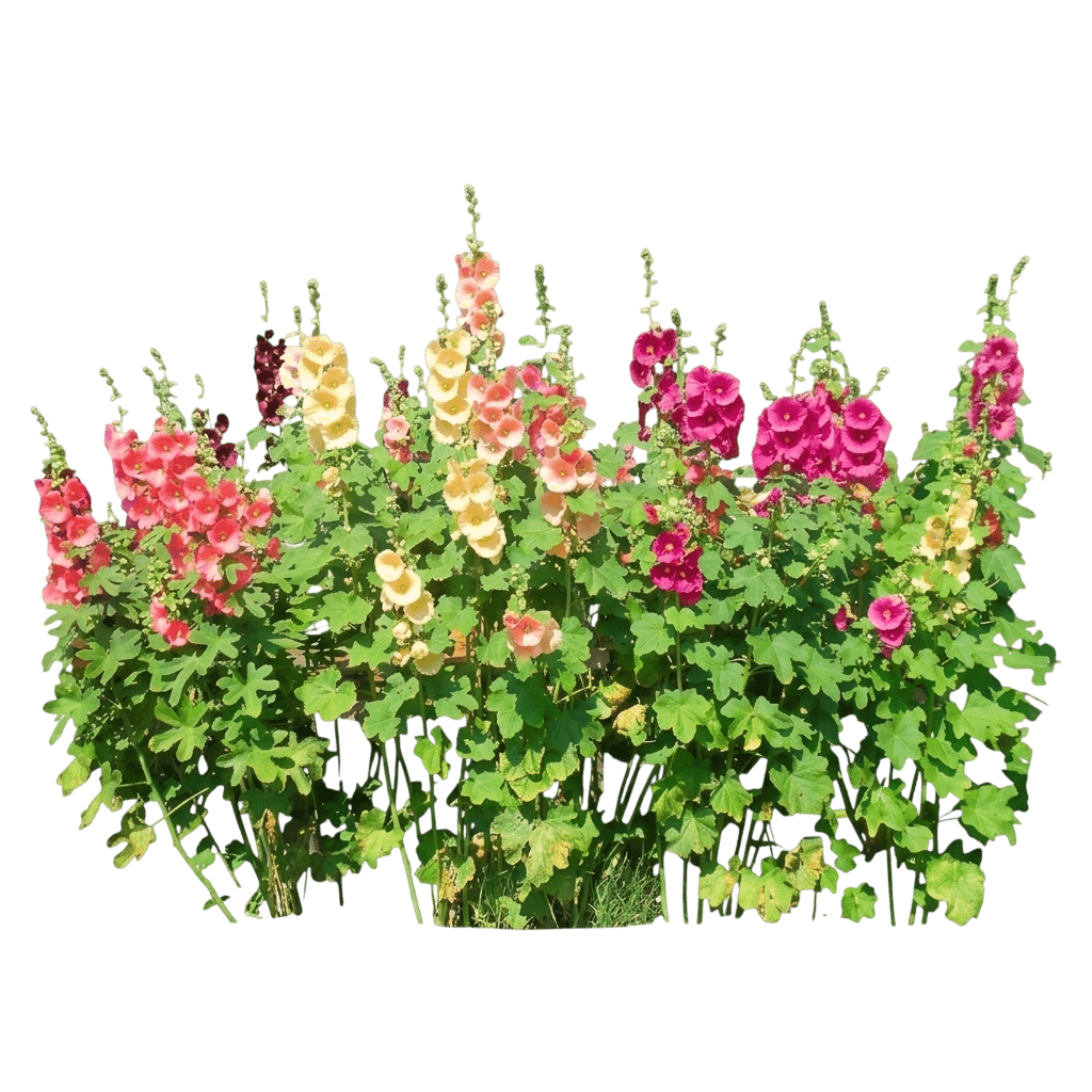 hollyhock, las vegas (Alcea Ficifolia 'Las Vegas') - Perennials