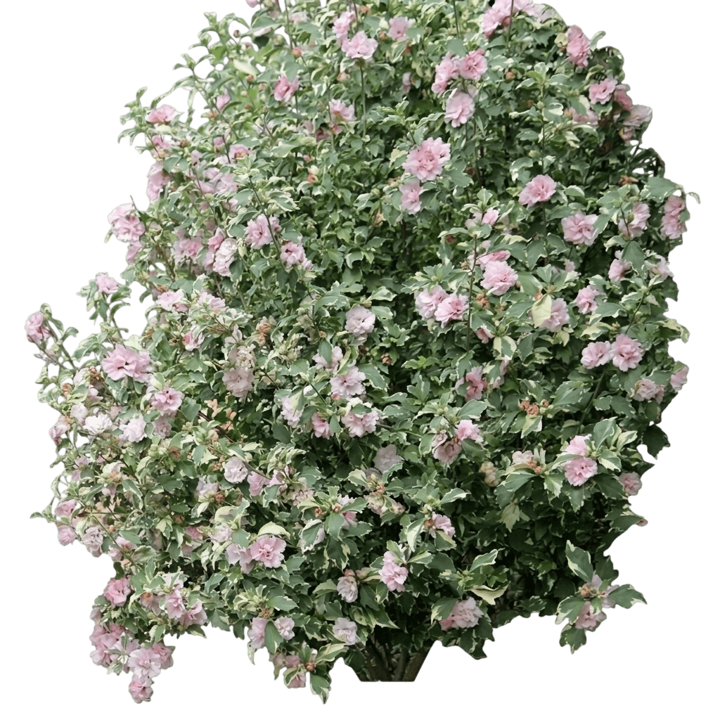 Sugar Tip® Rose of Sharon Tree (Hibiscus Syriacus Pp20,579 Var. Syriacus 'America Irene Scott') - Flowering trees