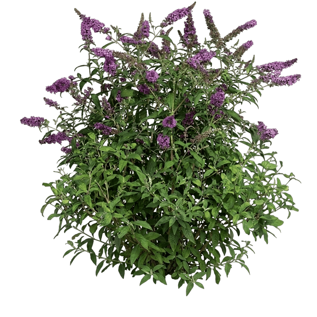 Butterfly Candy™ Lil' Raspberry™ Butterfly Bush (Buddleia Davidii) - Shrubs