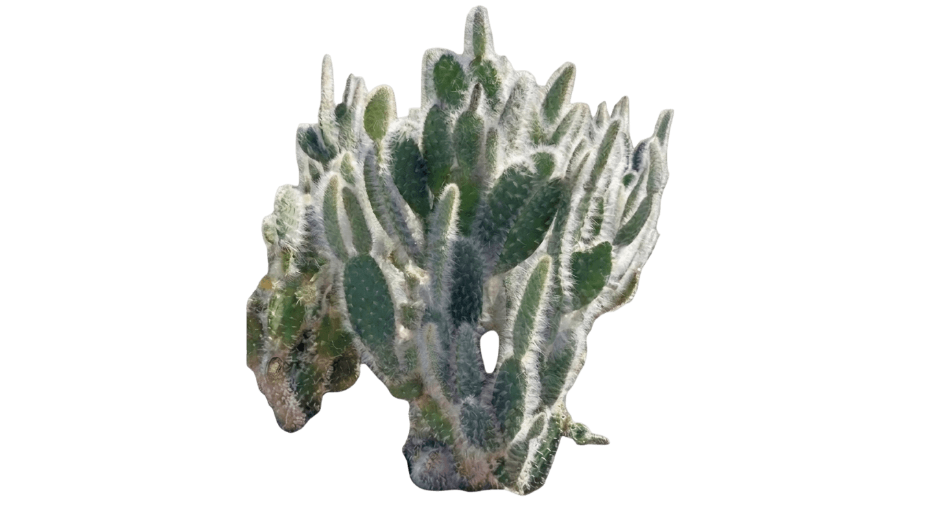 Wooly Pads prickly pear (Opuntia Pailana) - Succulents