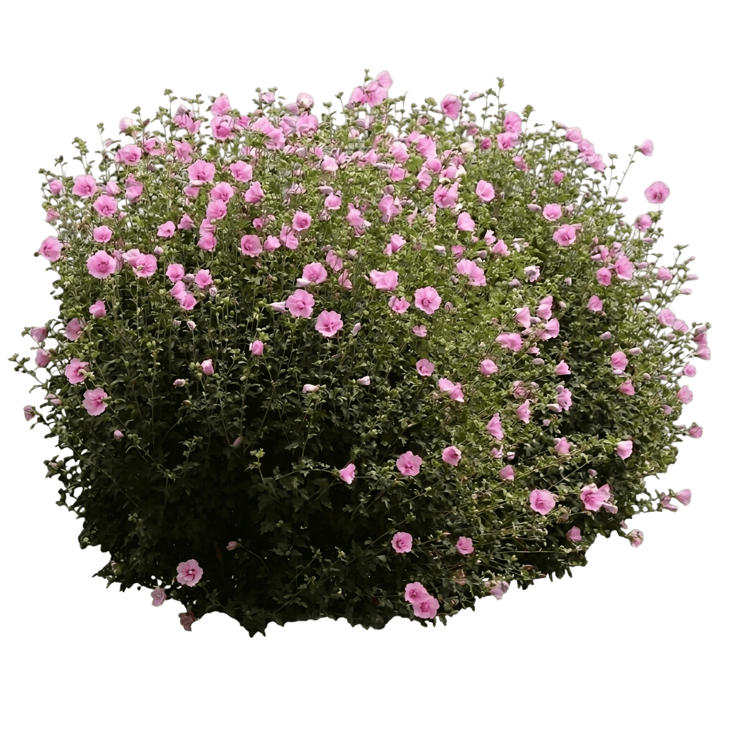 Pink Chiffon® Rose of Sharon Shrub (Hibiscus Syriacus Var. Syriacus 'Jwnwood4') - Shrubs