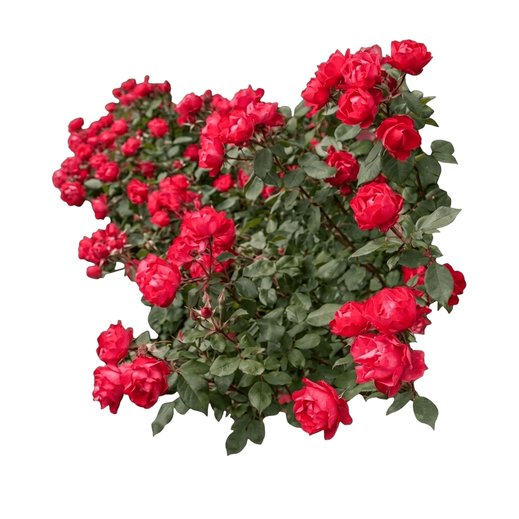 Oso Easy® Double Red Rose (Rosa X Var. X 'Meipeporia') - Shrubs