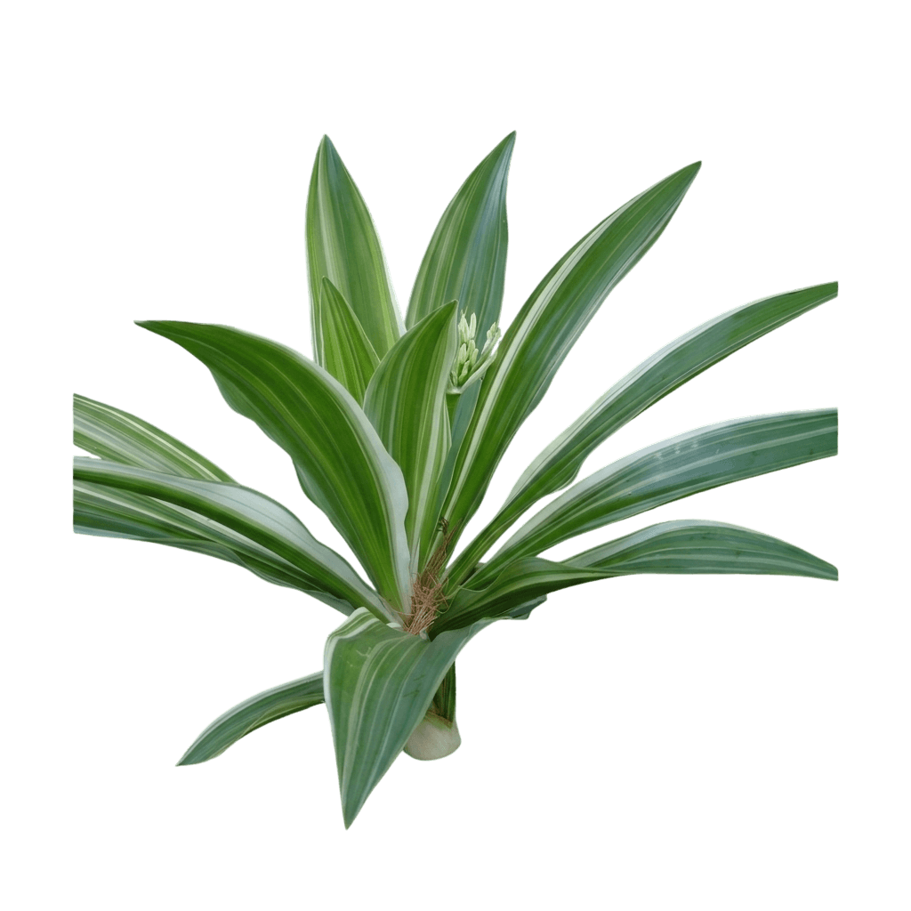 Striped Bengal Lily (Crinum Asiaticum 'Variegatum') - Perennials