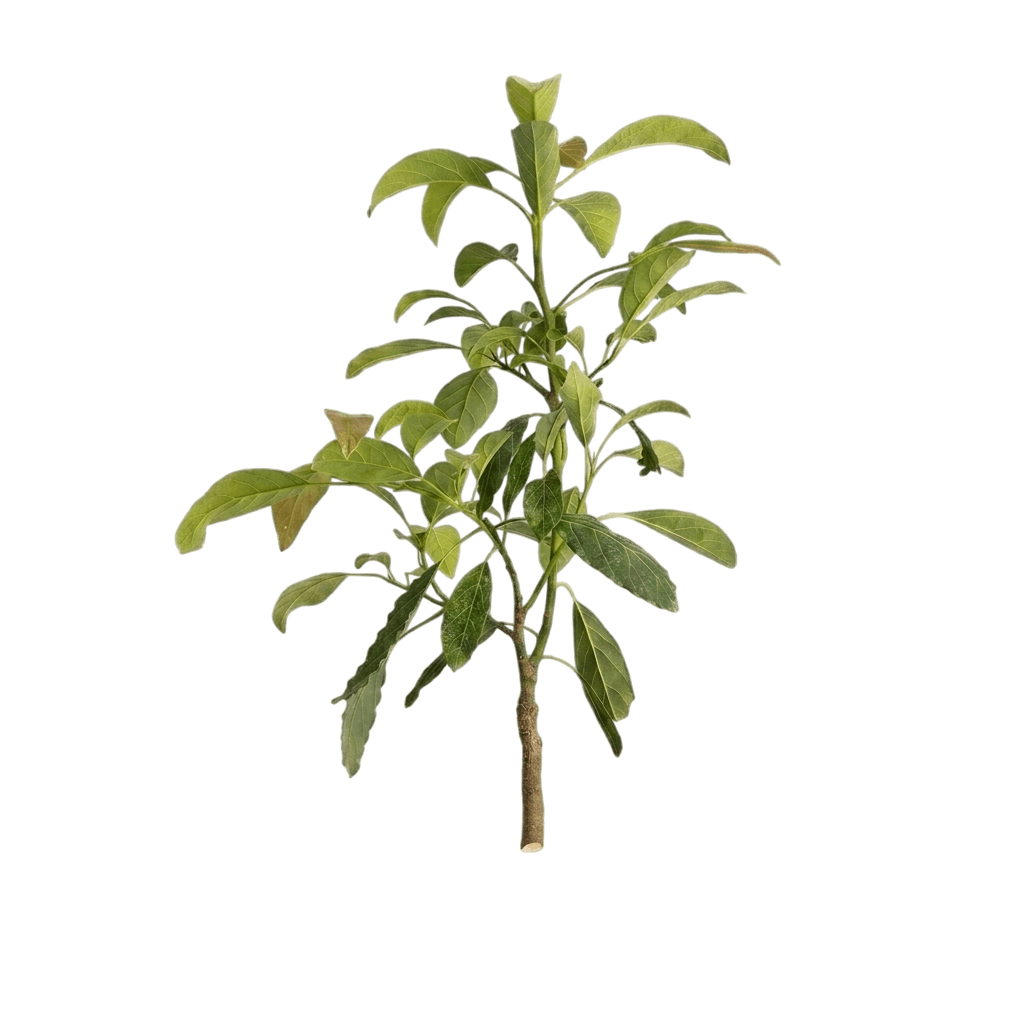Hass Avocado Tree (Persea Americana 'Hass') - Fruit Trees