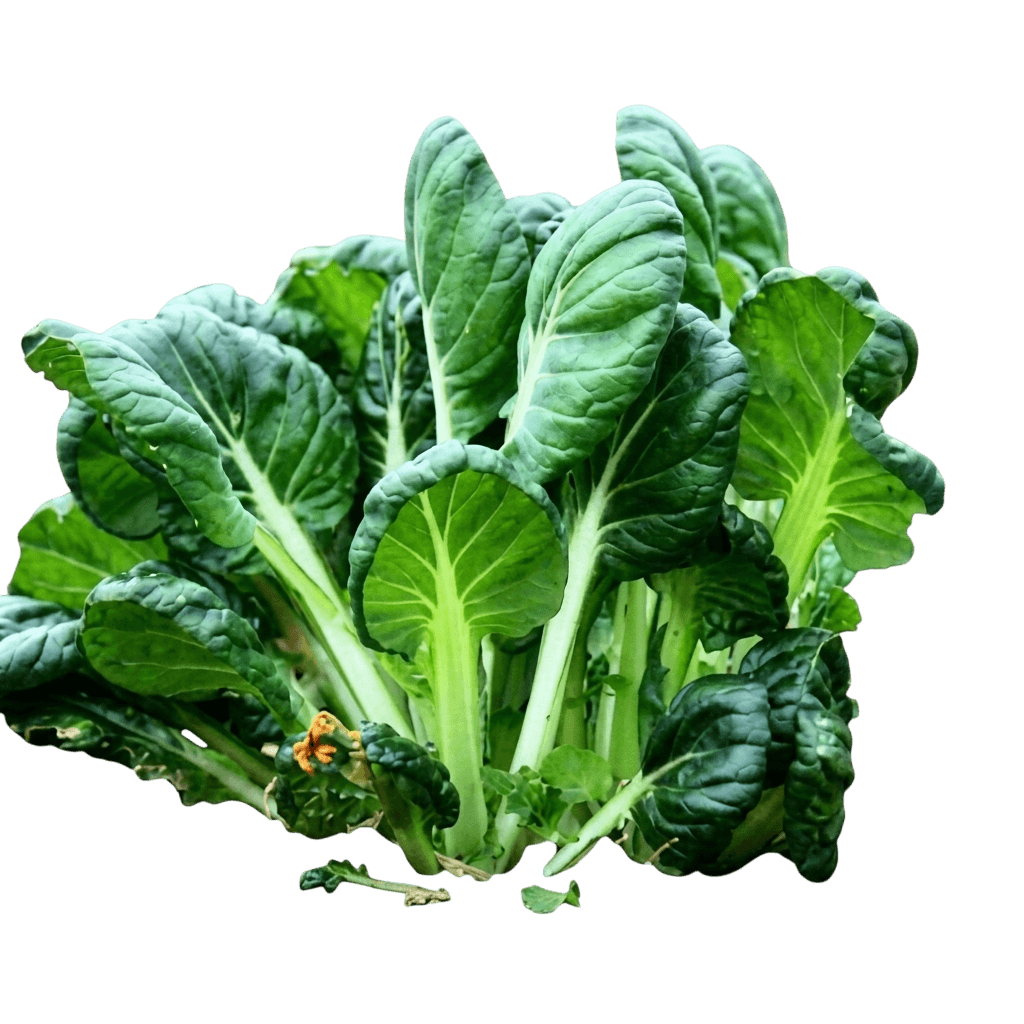 Tatsoi (Brassica Rapa Var. Rosularis) - Perennials