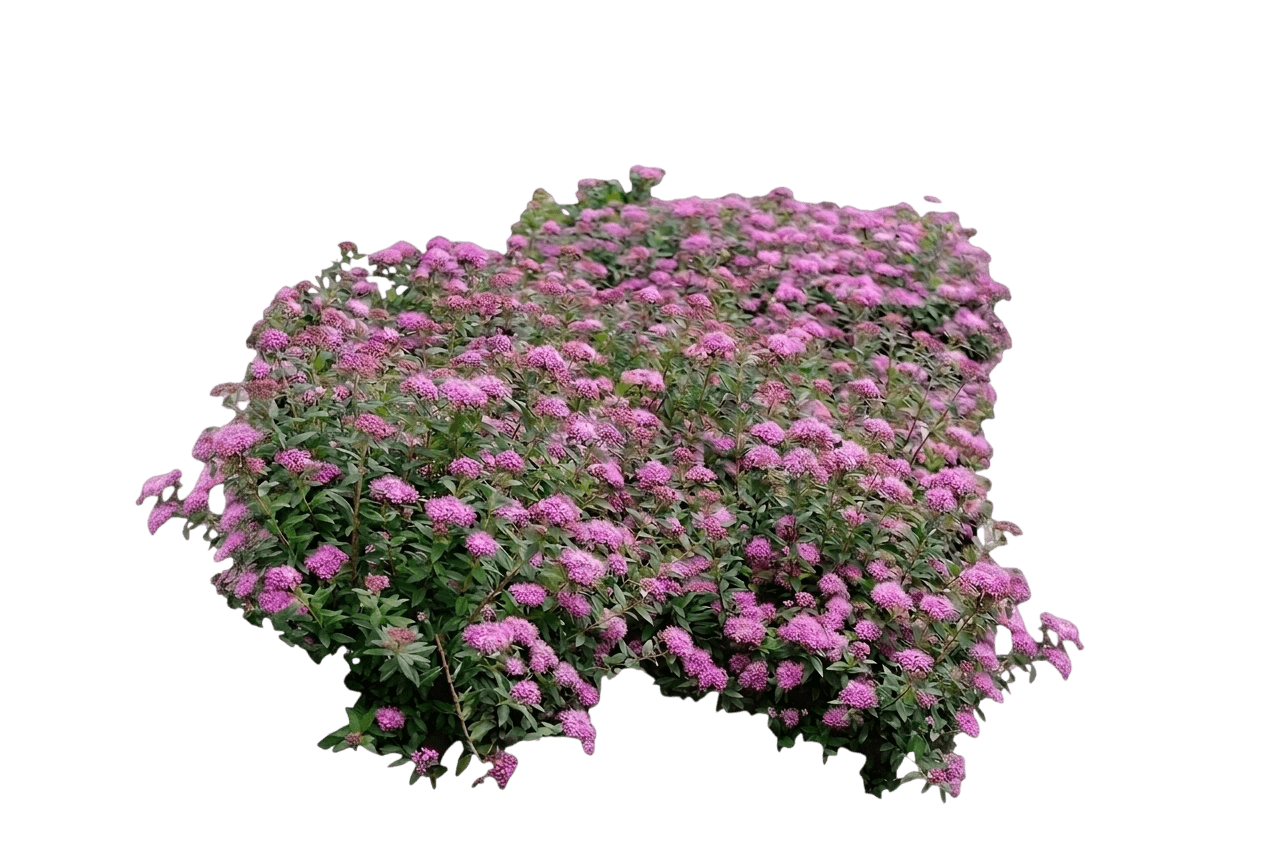 Poprocks® Petite Spirea (Spiraea Japonica Var. Japonica 'Odessa') - Shrubs