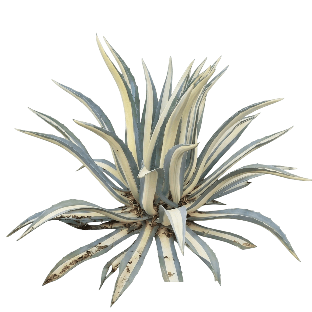 pitta (Agave Americana 'Mediopicta Alba') - Piante succulente