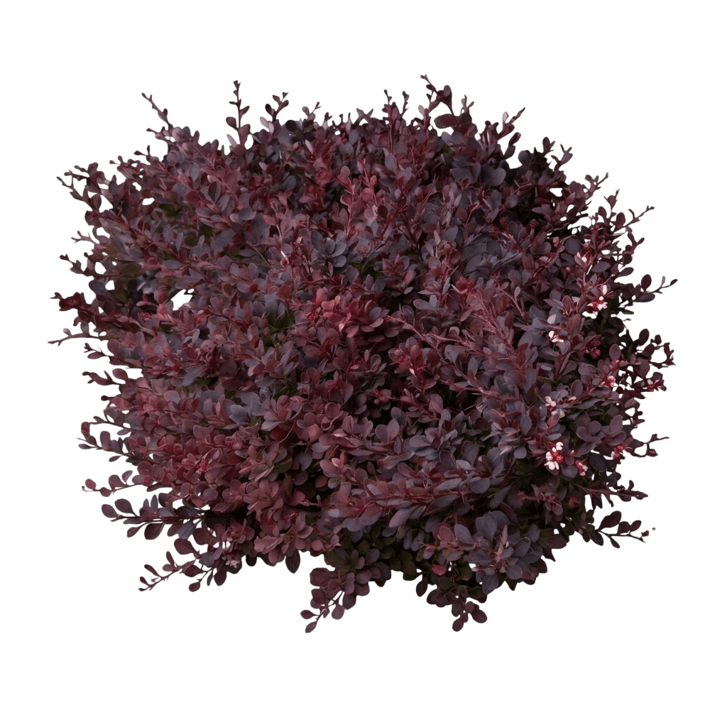 Lava Nugget Martha Barberry (Berberis Thunbergii 'Smbtm') - Ground Layers