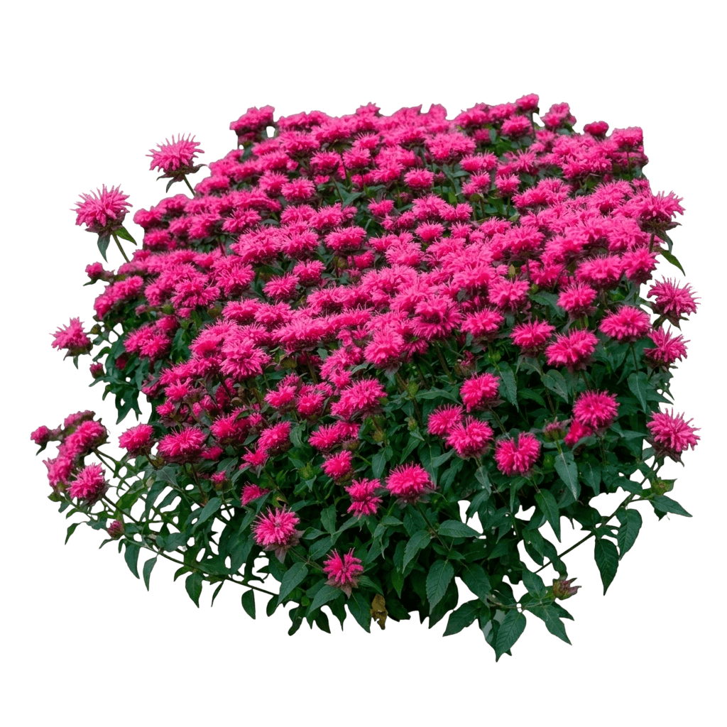Bubblegum Blast Bee Balm (Monarda 'Bubblegum Blast') - Perennials