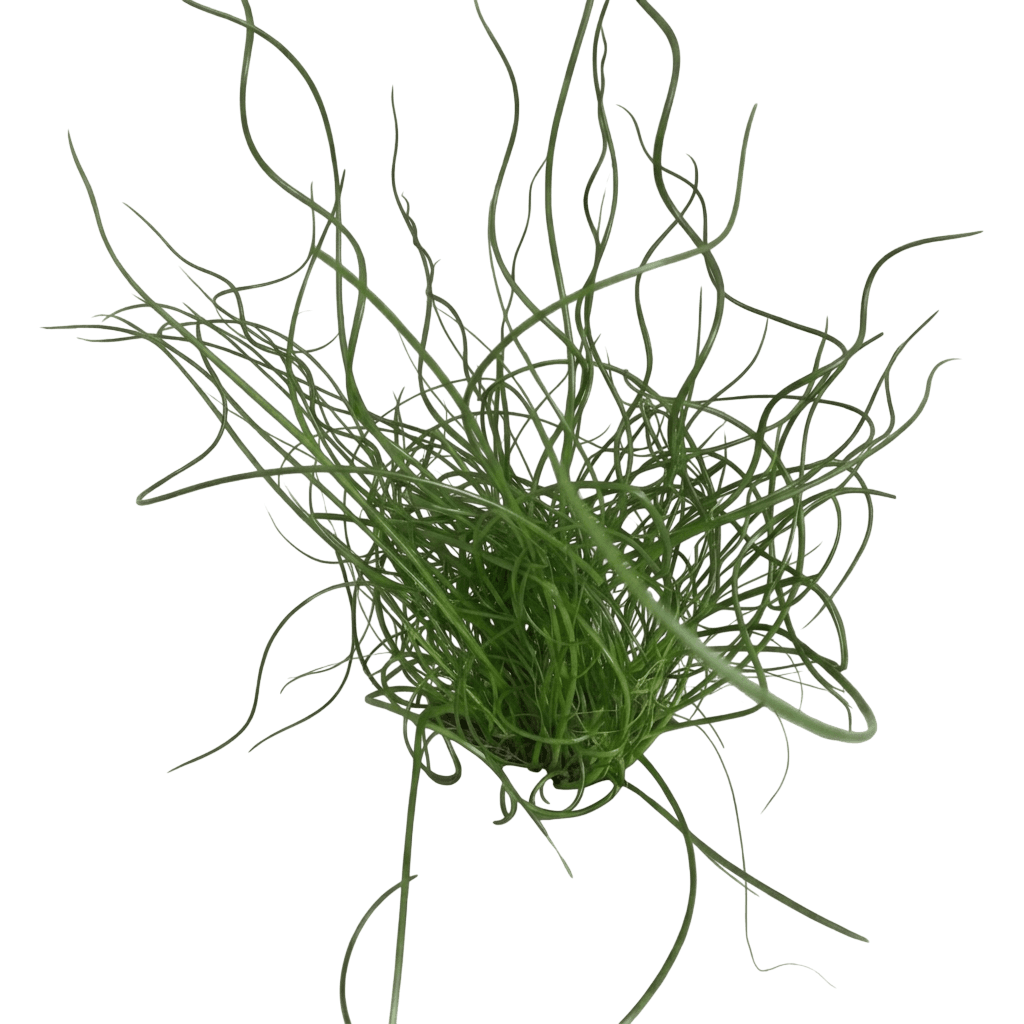 Corkscrew Rush (Juncus Effusus 'Spiralis') - Grasses