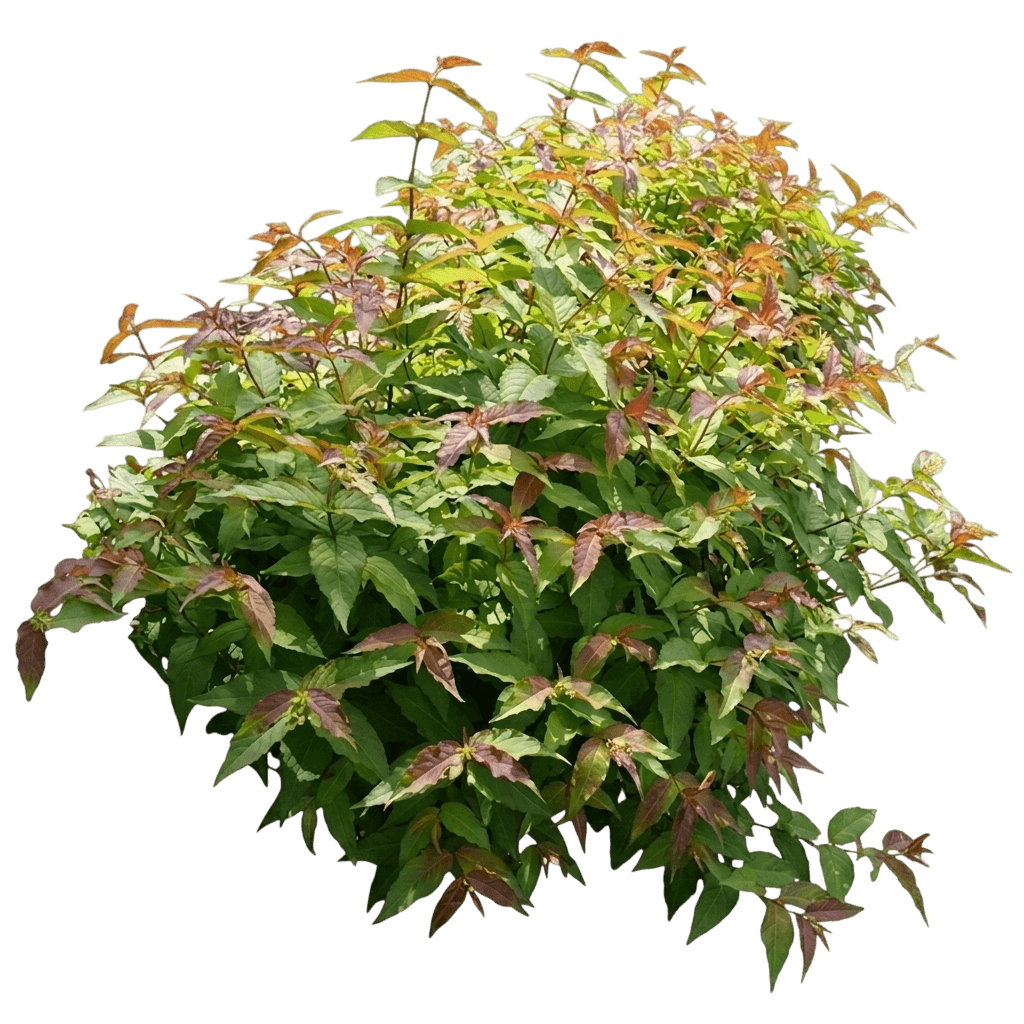 Bush Honeysuckle 'G2X885411' Pp28403 Kodiak® (Diervilla Splendens Red 'G2X885411') - Ground Layers
