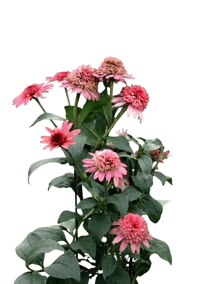 Raspberry Truffle Purple Coneflower (Echinacea Purpurea 'Raspberry Truffle') - Perennials