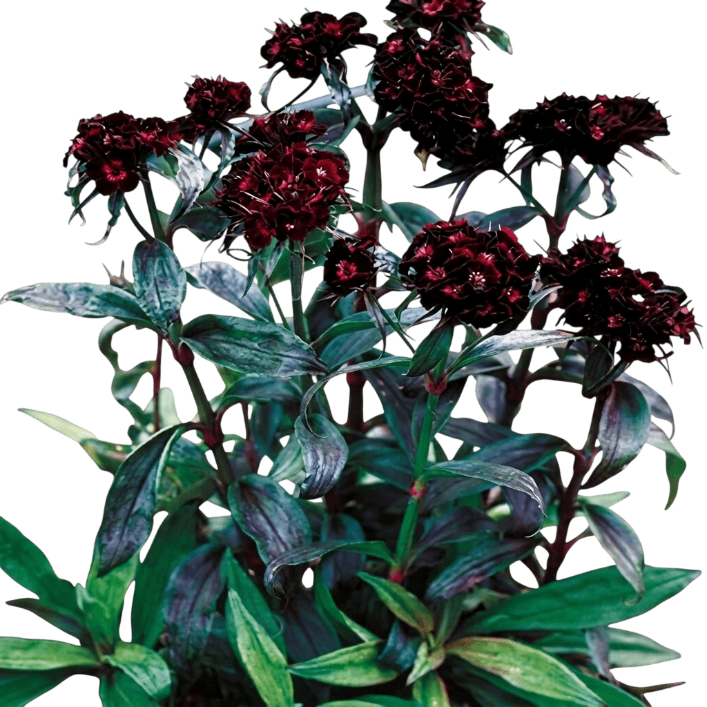 Sweet William, Black Adder (Dianthus Barbatus) - Perennials