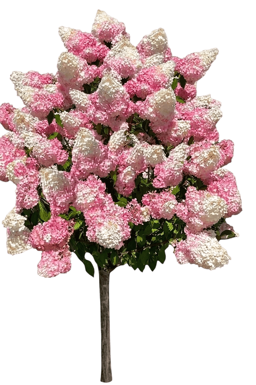 WorryFree® Love-A-Lot™ Pink Hydrangea (Hydrangea Paniculata Var. Paniculata 'Bokropiav') - Shrubs