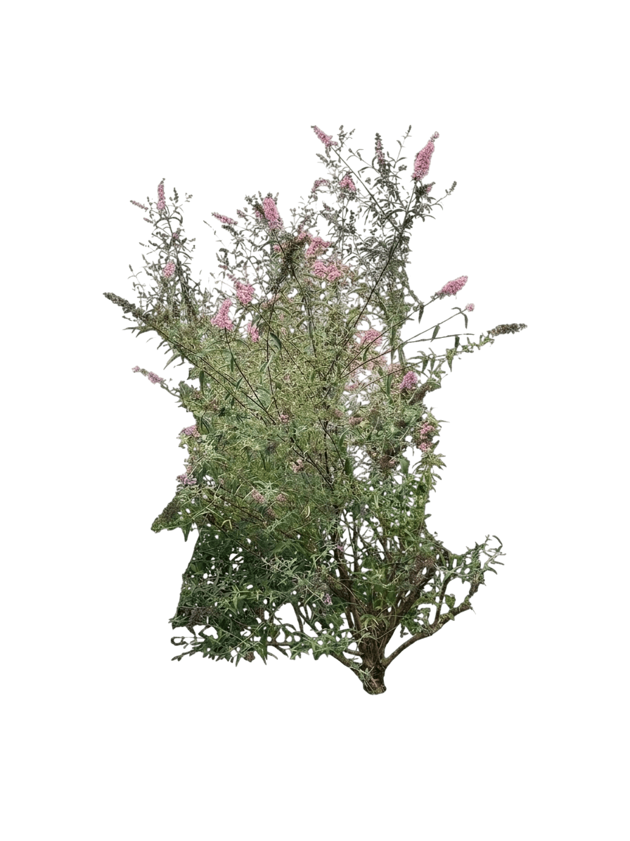Pink Cascade Butterfly Bush (Buddleia Davidii 'Pink Cascade') - Ground Layers