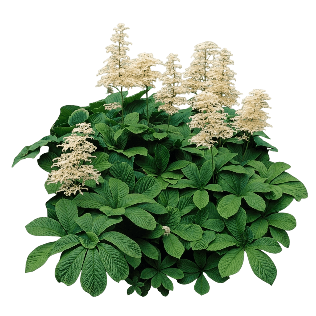 Rodger'S Flower (Rodgersia Aesculifolia) - Perennials