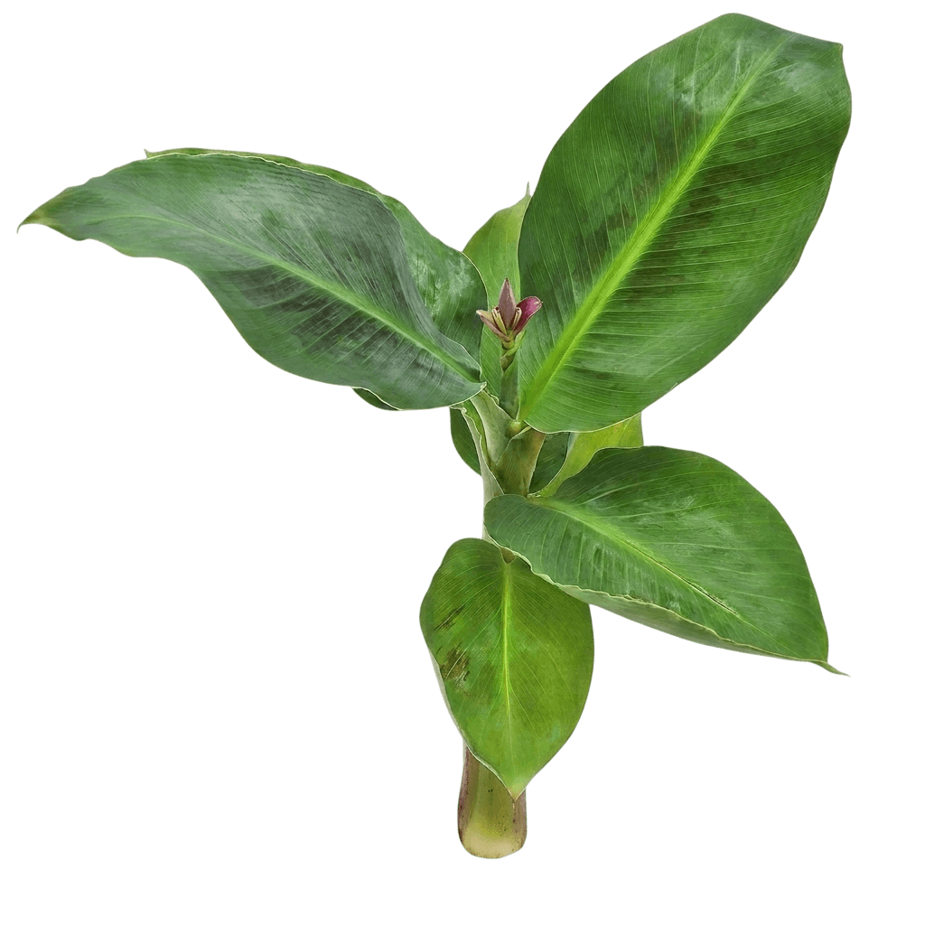 Truly Tiny Banana Tree (Musa Acuminata Dwarf Cavendish) - Fruit Trees