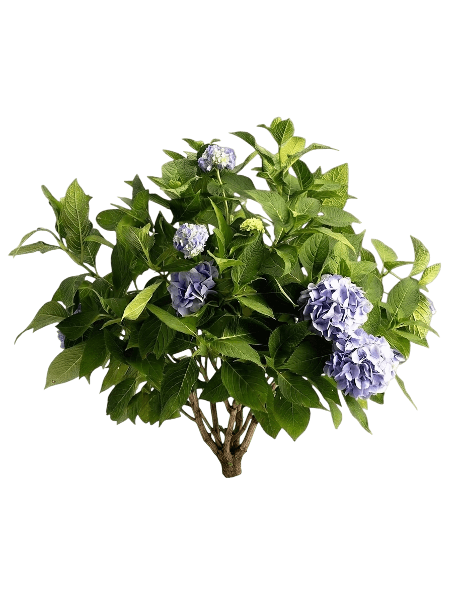 Endless Summer Hydrangea (Hydrangea Macrophylla Pp15298 'Balimer') - Shrubs