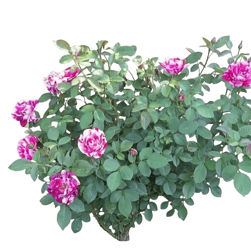 Scentimental floribunda rose (Rosa 'Wekplapep') - Ground-layer plants