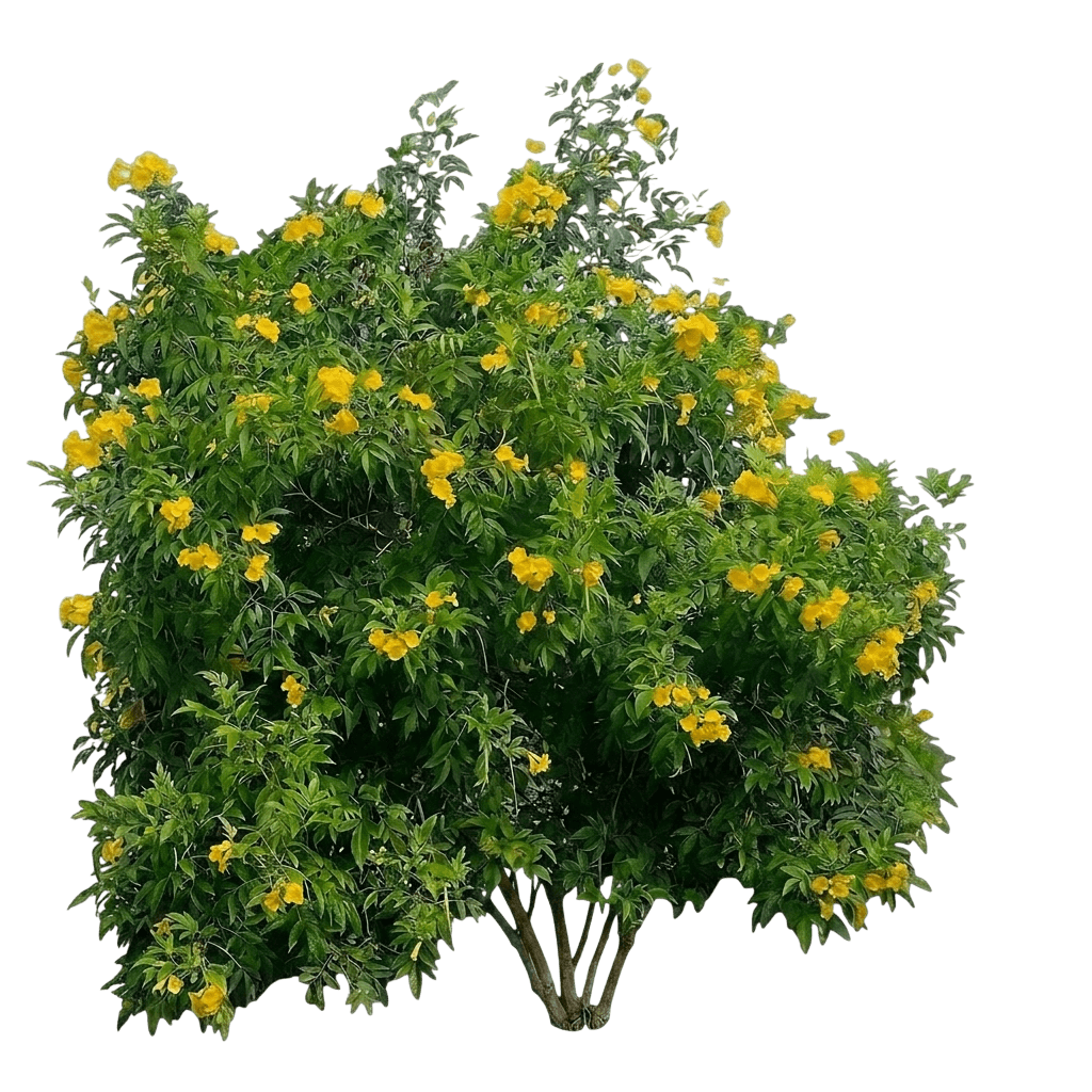 Chicklet® Orange Trumpet Bush (Tecoma Var. Spp. 'Smntcif') - Shrubs