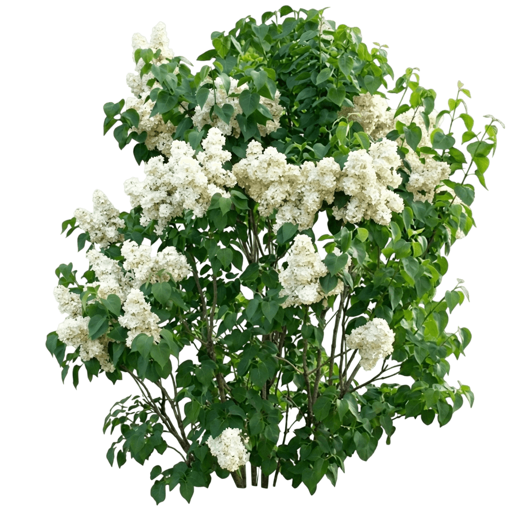 Bloomables® New Age™ White Lilac (Syringa Vulgaris Var. Vulgaris 'G13103') - Shrubs