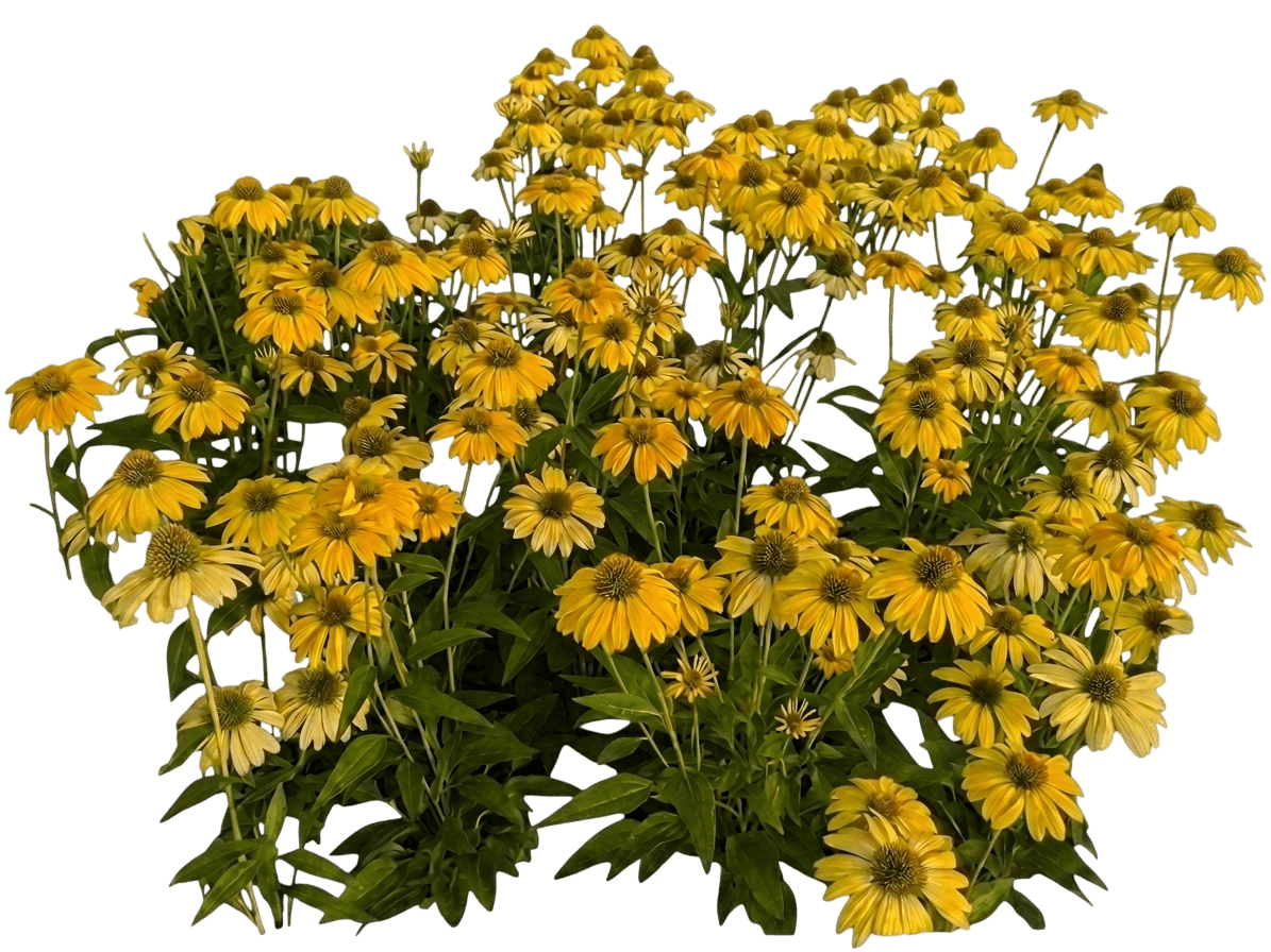 Sombrero Lemon Yellow coneflower (Echinacea × Hybrida 'Balsomemyim') - Perennials