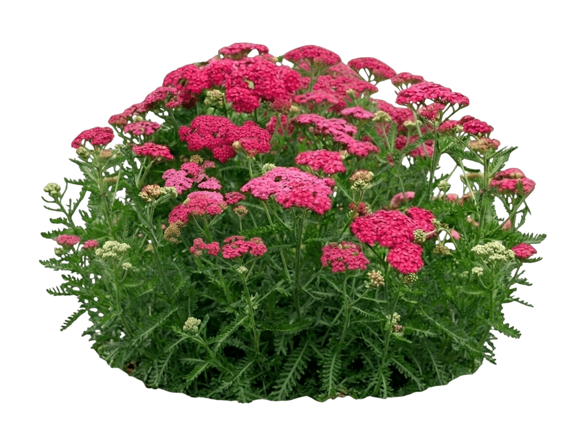 Deep Pink Yarrow 'Balvinrose' Pp25712 New Vintage™ (Achillea Millefolium Rose 'Balvinrose') - Perennials