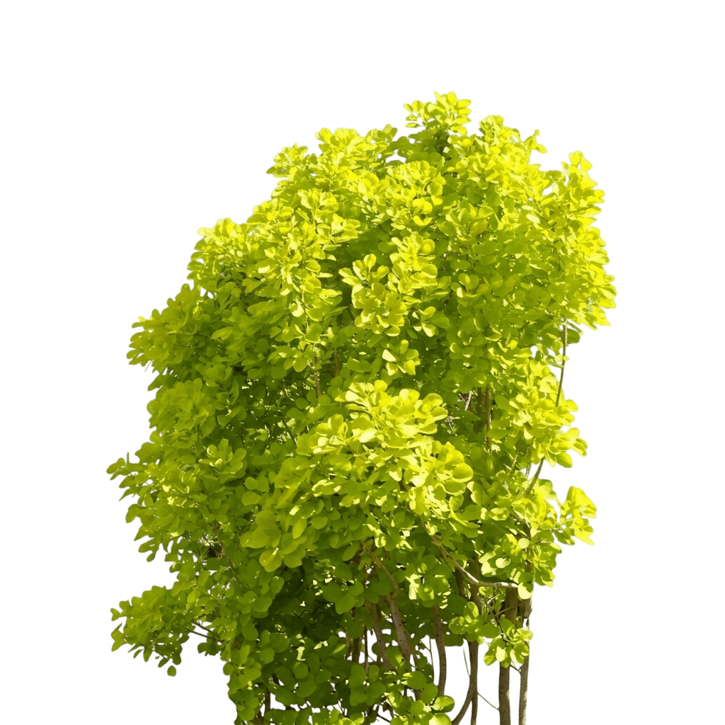 Yellow Smoke Tree 'Ancot' Golden Spirit™ (Cotinus Coggygria Pp 13082 'Ancot') - Flowering Trees