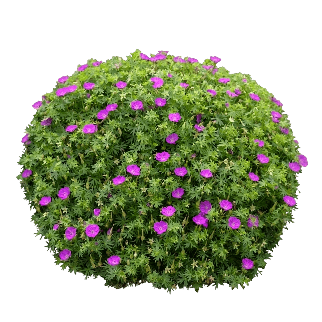 Purple Glow Cranesbill (Geranium Sanguineum 'Balgerpur103') - Perennials