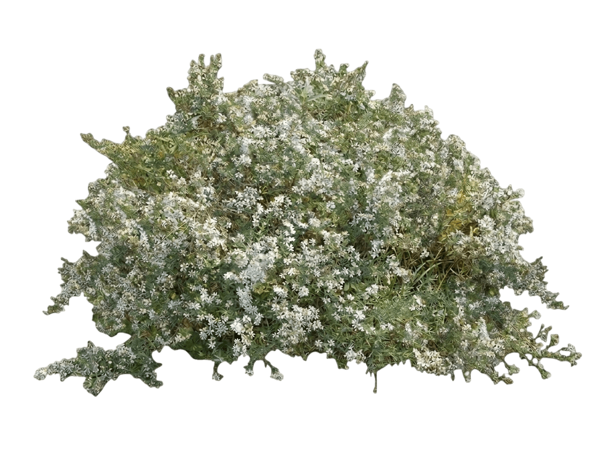 Snow Flurry Aster (Symphyotrichum Ericoides Var. Ericoicoides 'Snow Flurry') - Perennials
