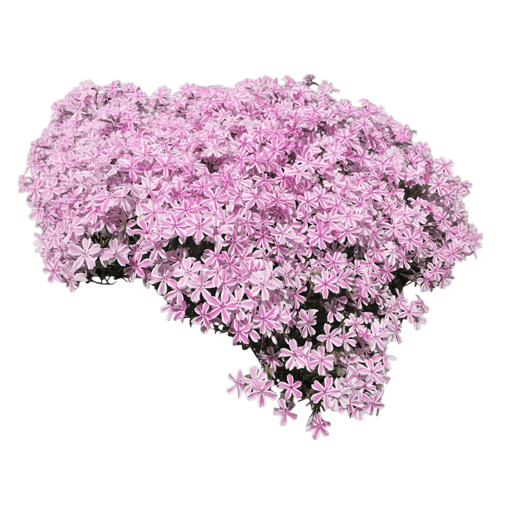 Moss Pinks (Phlox Subulata 'Candy Stripes') - Ground Layers