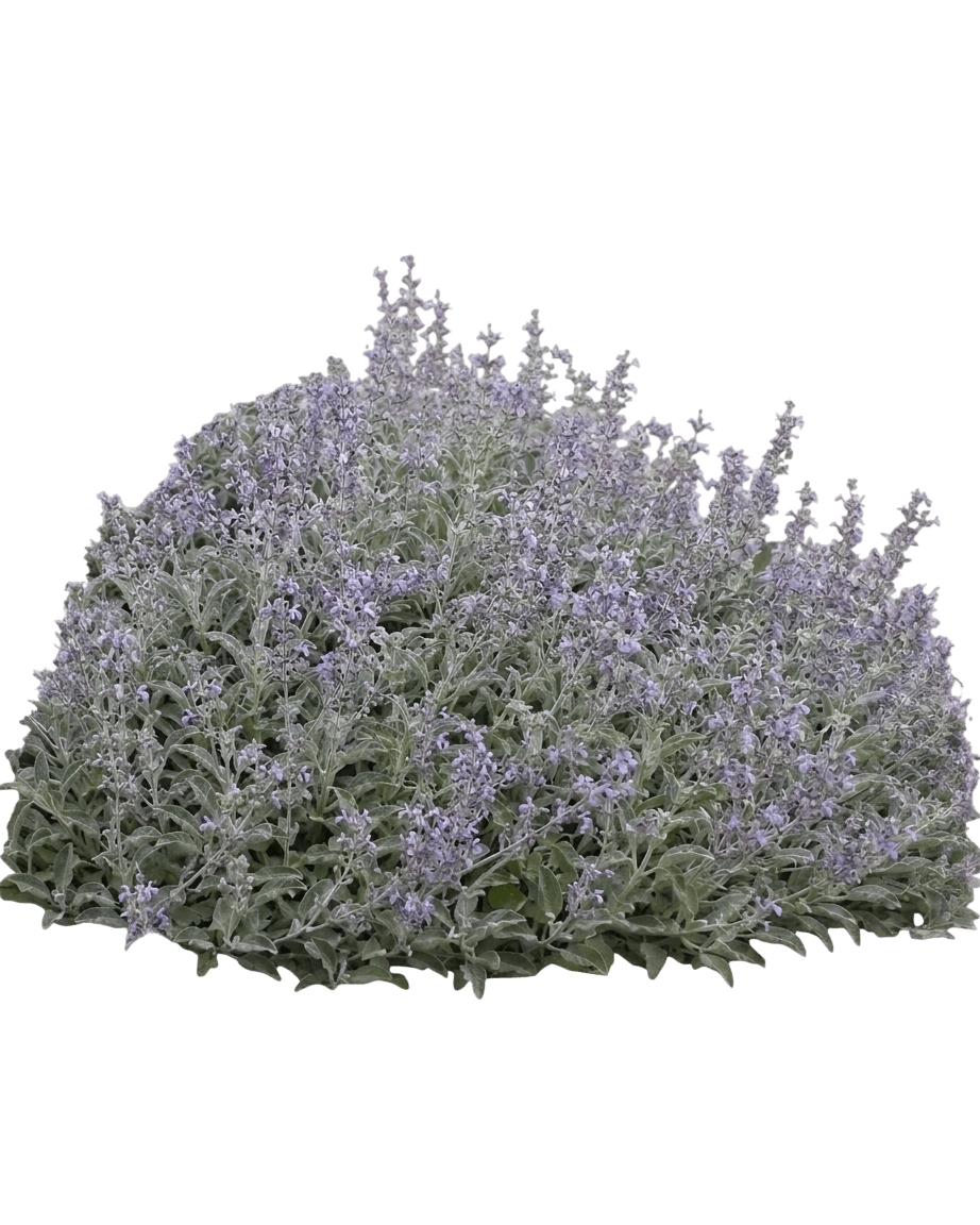Bee's Bliss sage (Salvia 'Bee’S Bliss') - Groundcovers