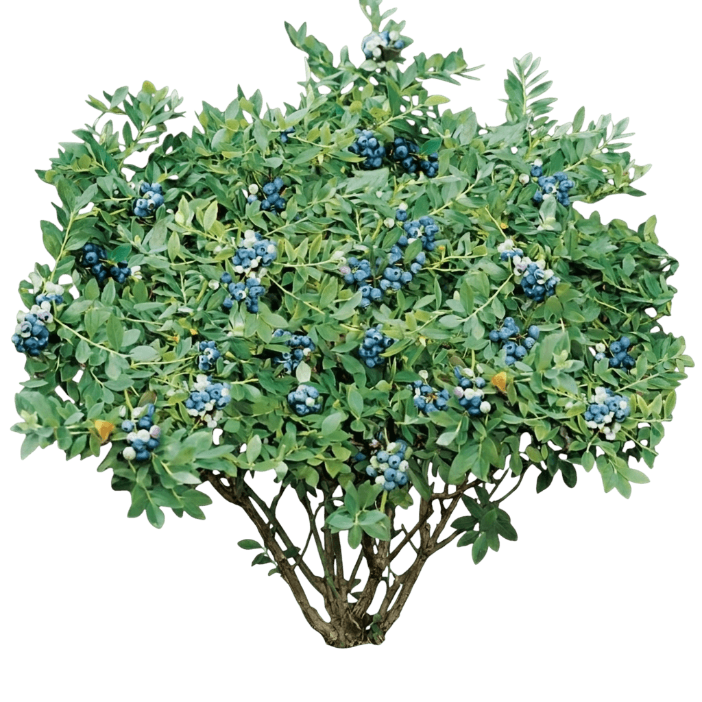 Sunshine Blue Blueberry (Vaccinium Hybrid 'Sunshine Blue') - Ground Layers