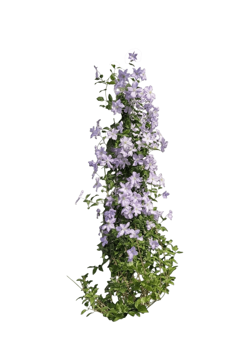 Tranquilité Clematis (Clematis 'Evipo111') - Perennials