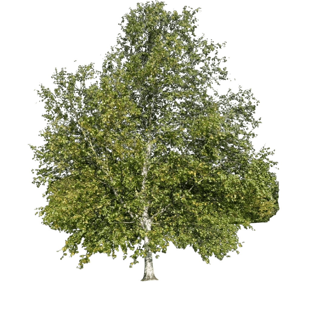 Downy Birch (Betula Pubescens) - Shade Trees