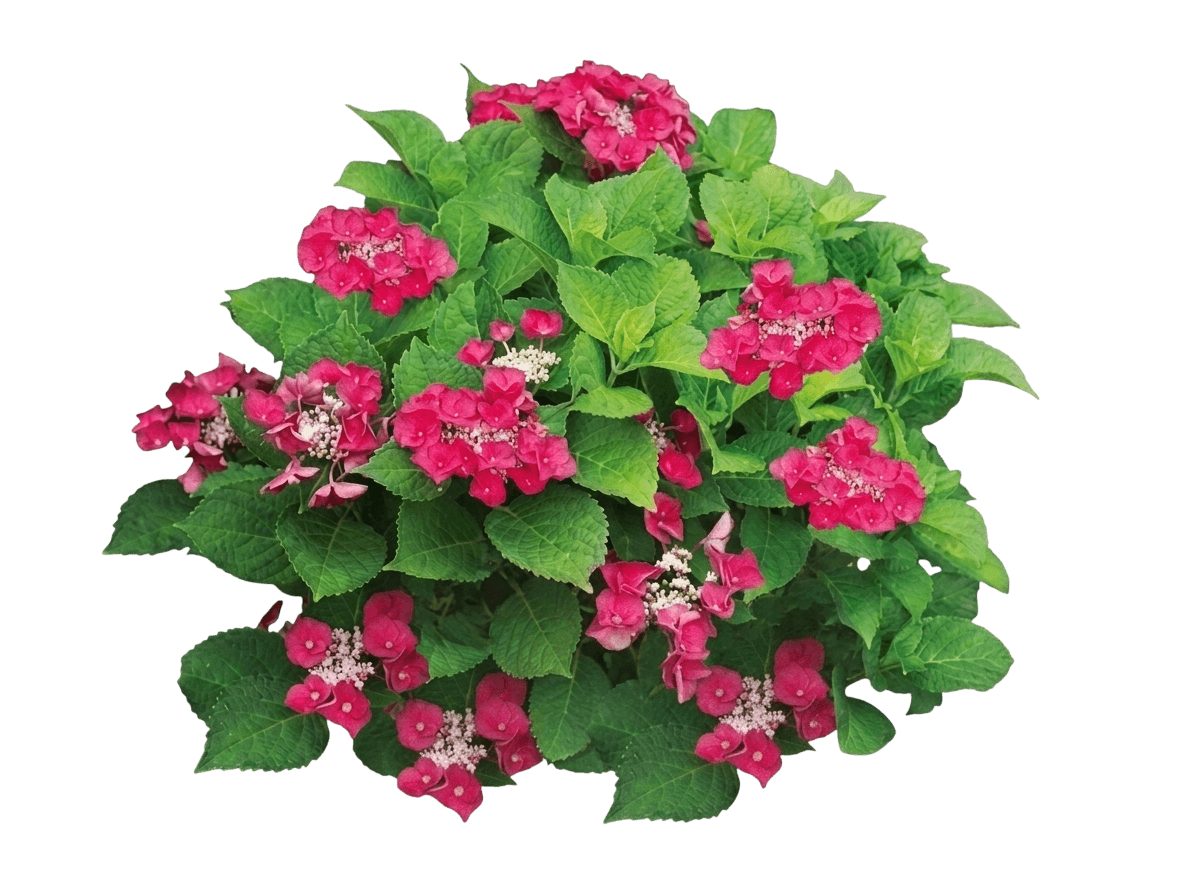 Cherry Explosion™ Hydrangea (Hydrangea Macrophylla Var. Macrophylla 'Mckay') - Shrubs